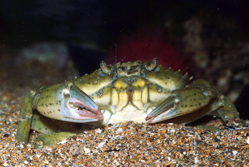 Carcinus sp.
